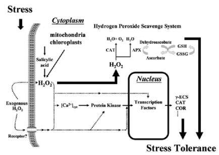 glutathione and stress tolerance.JPG